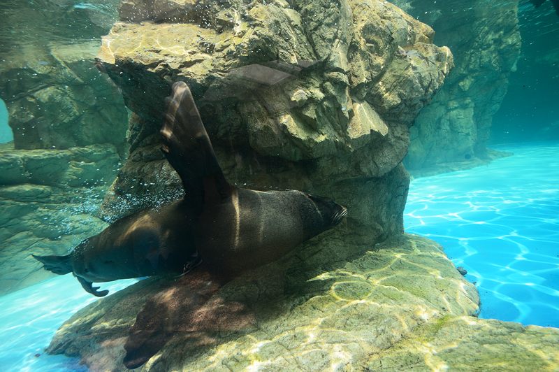 潜入!京都水族館 其の一_f0032011_2004327.jpg