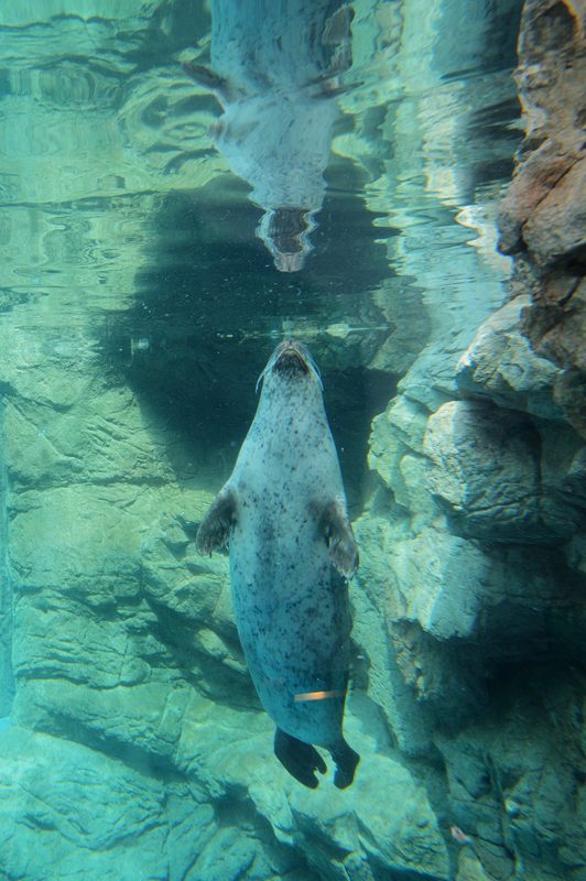 潜入!京都水族館 其の一_f0032011_2011743.jpg