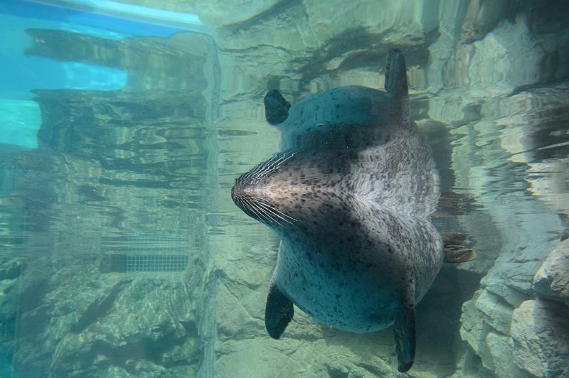 潜入!京都水族館 其の一_f0032011_204634.jpg