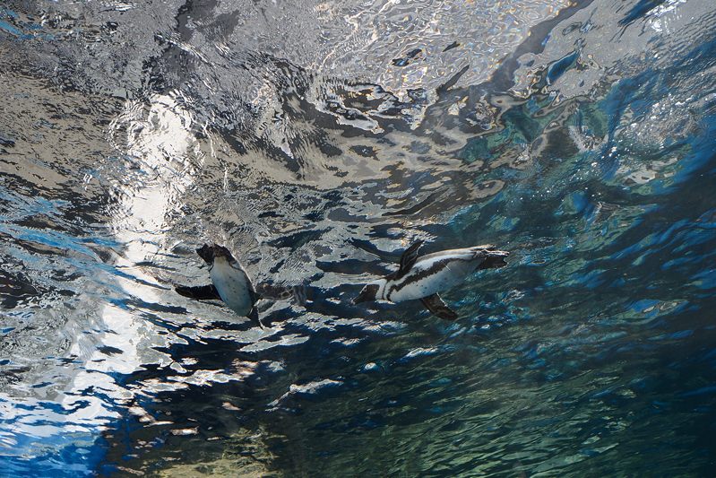 潜入!京都水族館 其の一_f0032011_2052890.jpg