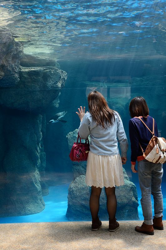 潜入!京都水族館 其の一_f0032011_2053914.jpg