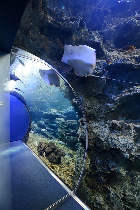 潜入!京都水族館 其の一_f0032011_2063087.jpg