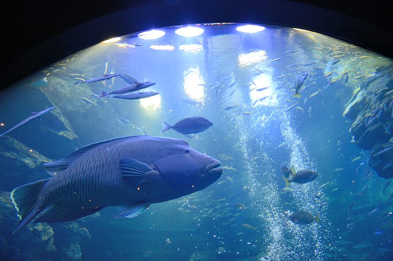 潜入!京都水族館 其の一_f0032011_2063979.jpg
