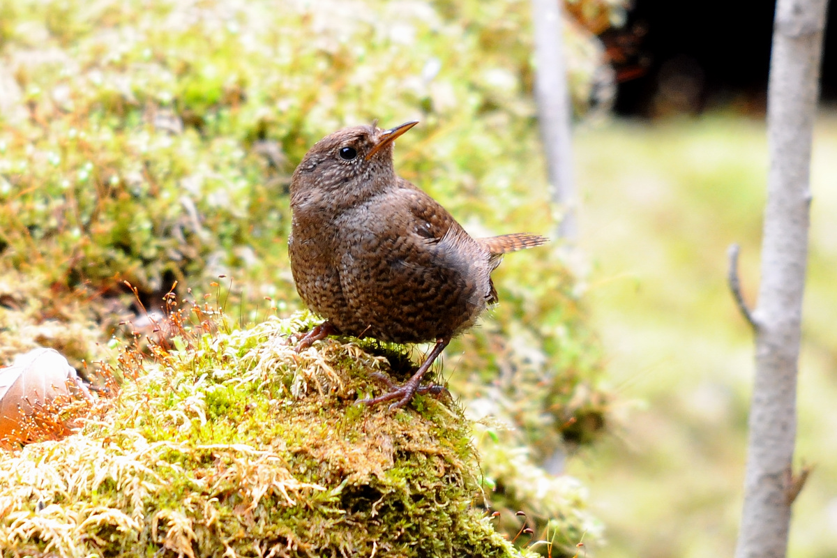 野鳥ミソサザイ_a0189912_22413619.jpg