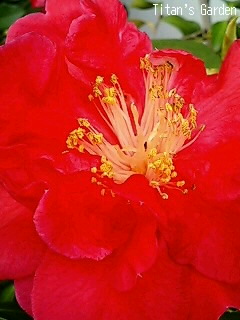 Camellia reticulata \'Da-Tao-Hong\'_b0099813_0302618.jpg