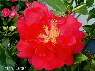 Camellia reticulata \'Da-Tao-Hong\'_b0099813_0302668.jpg