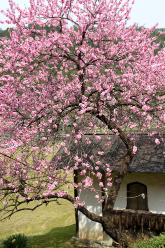 黒田の常燈寺_e0048413_1644865.jpg