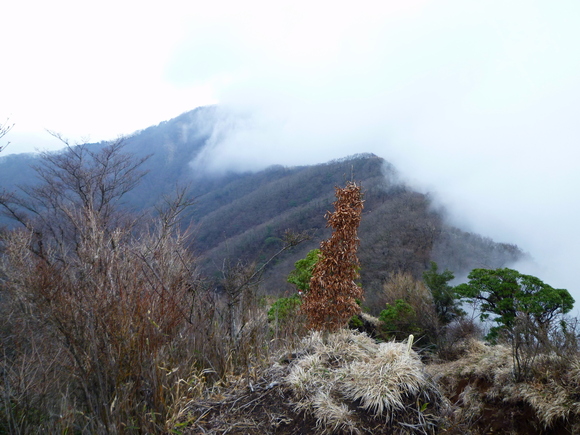 憧れの丹沢山 (1,567M) に登る_d0170615_2048020.jpg