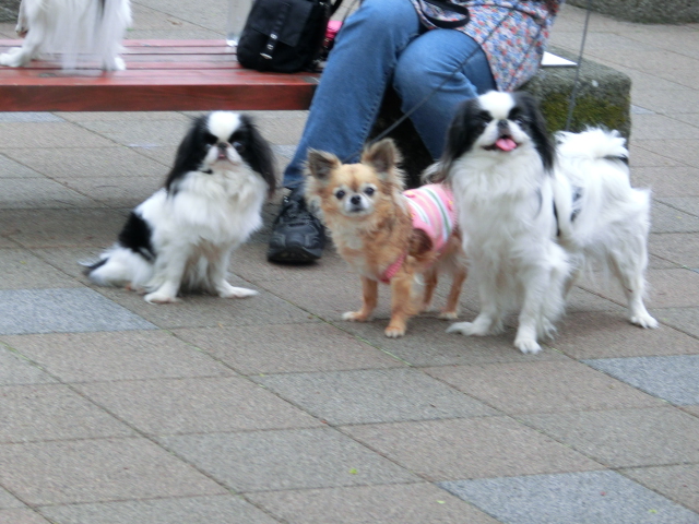 お名残おしいチューリップと芝桜_c0200916_22425496.jpg