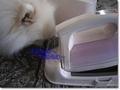 b0167519_90493.gif