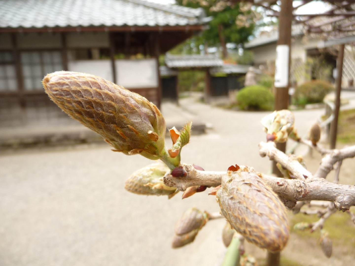 ~ 春ですね! ~_e0135219_14111894.jpg