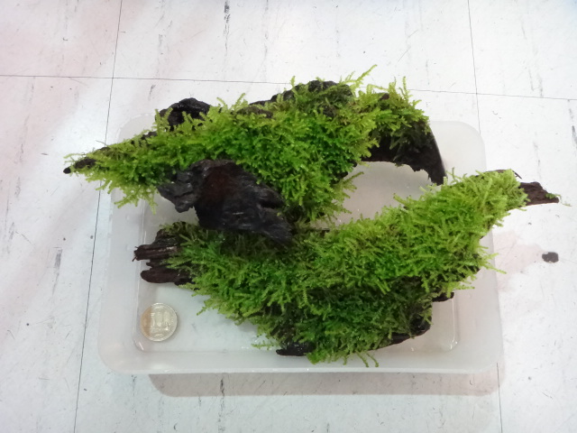 120426 熱帯魚・水草・金魚_f0189122_13142719.jpg