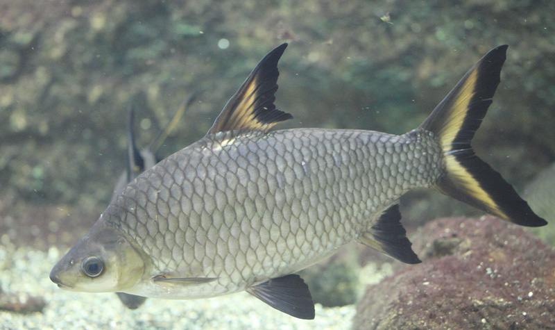 シルバーシャーク Balantiochilus Melanopterus 鳥平の自然だより 動物編
