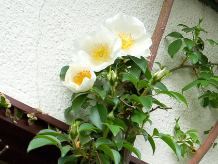 村木さんの黒、黒三島。_a0026127_21461189.jpg