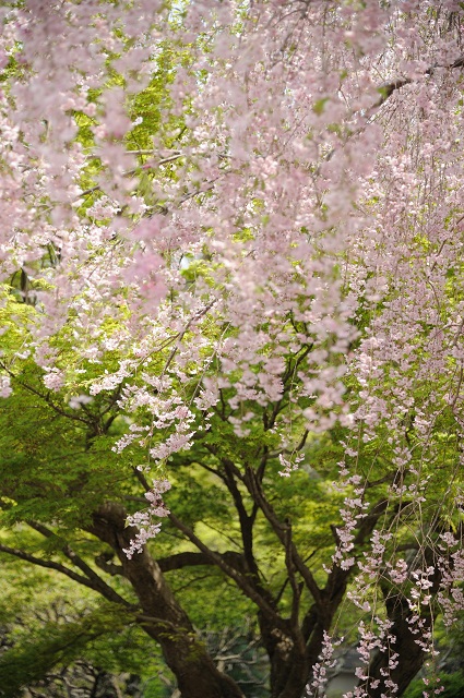 若葉の中の桜_b0230131_6545098.jpg