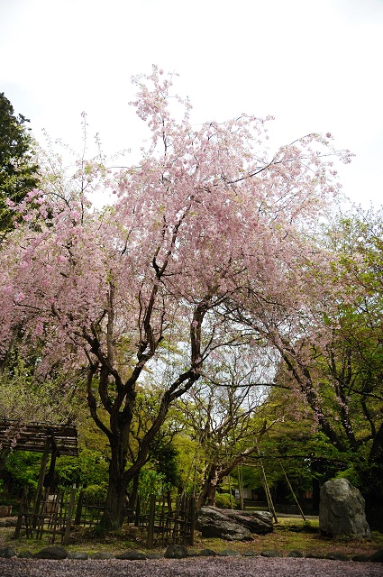 若葉の中の桜_b0230131_703823.jpg