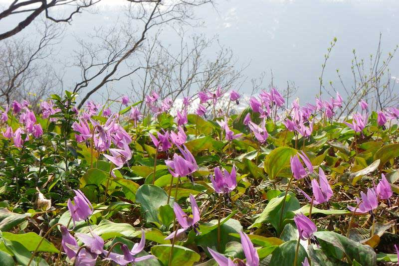 カタクリ・イワウチワの群生　六万騎山は花の宝庫！_d0000031_1918568.jpg