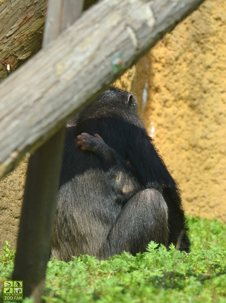 4月19日の動物たち～ほとんどコモンリスザル_a0230833_20224770.jpg