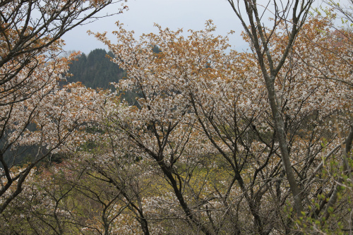 ヒカゲツツジ咲く堀坂山から観音岳へ　三重県_d0055236_2310953.jpg