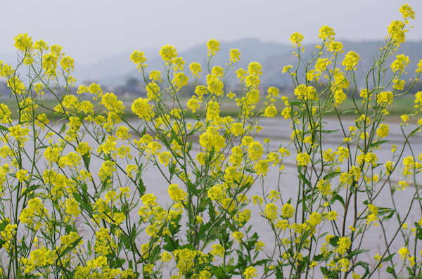 菜の花と_f0032137_111867.jpg