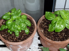 c0097838_10565851.jpg