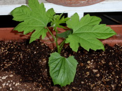 c0097838_1111032.jpg