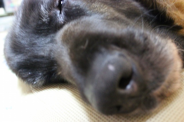 e0023643_1048554.jpg