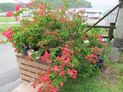 4月 26日 しばし待ったら…。_b0158746_172202.jpg