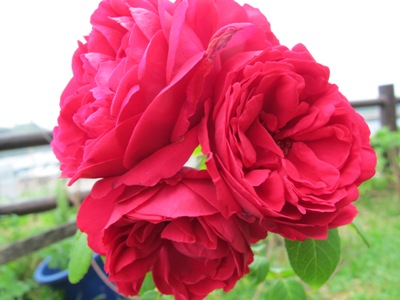 4月 26日 しばし待ったら…。_b0158746_17223597.jpg