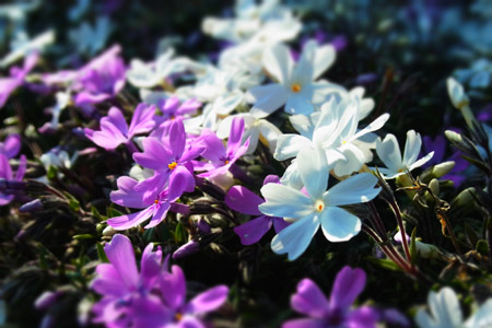 2月~4月にいただいたお写真です♪_d0227246_3542458.jpg