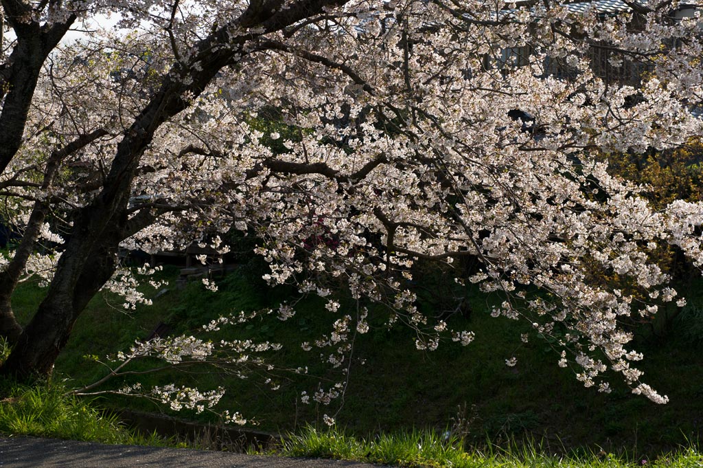 ★桜　薦野　2012_b0023047_555492.jpg