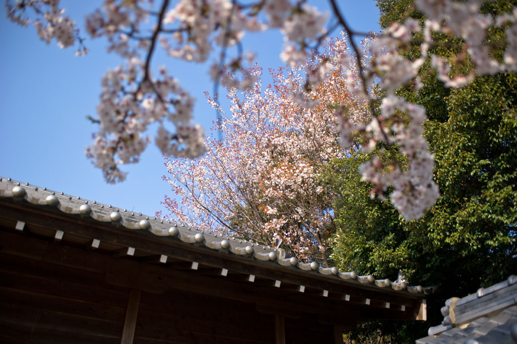 ◆愛宕神社　福津市舎利蔵_b0023047_6144096.jpg