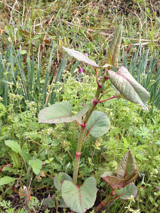 マイ畑で無農薬お野菜開始！_b0203947_0492821.jpg