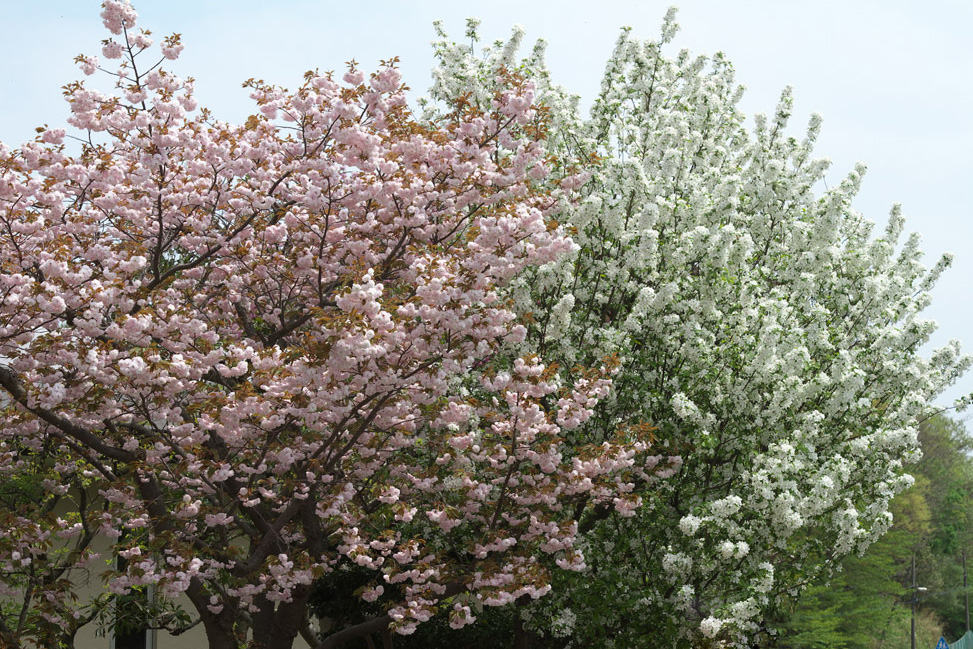 八重桜(牡丹桜）と姫りんご_e0140650_2511888.jpg