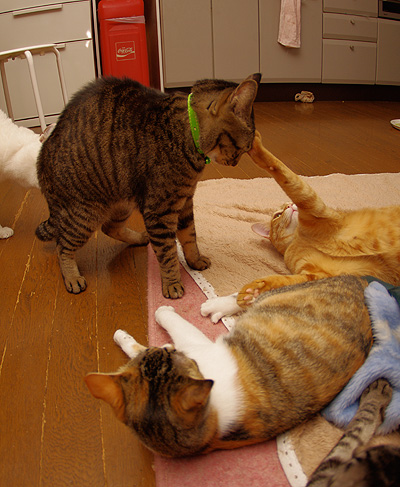 ガン飛ばし_a0028451_1257536.jpg