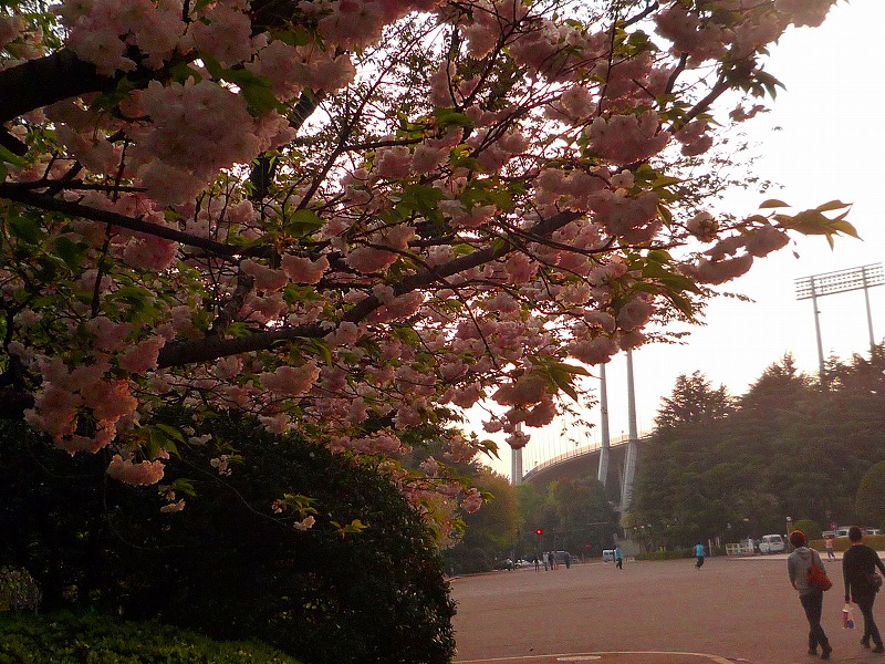 神宮外苑の八重桜_b0021251_1314364.jpg