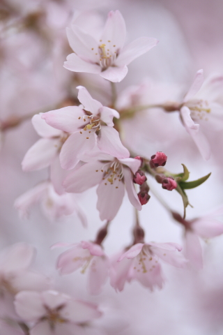 松本の桜_a0078952_450238.jpg