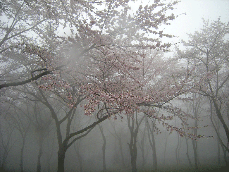 a0001354_19574356.gif