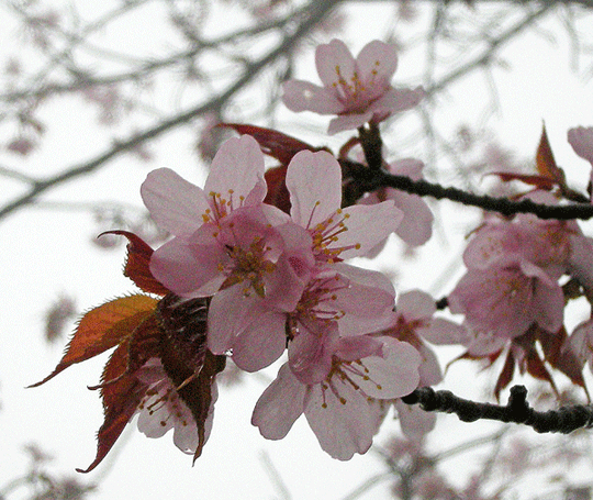 a0001354_2043277.gif