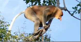 ガラマ川のリバークルーズに出会える動物_a0132757_1032068.png