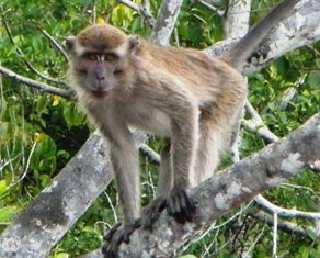 ガラマ川のリバークルーズに出会える動物_a0132757_1034197.jpg