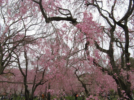 来年も楽しみな　桜　　と長寿のお祝い_e0227261_16435245.jpg