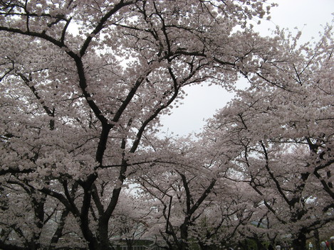 来年も楽しみな　桜　　と長寿のお祝い_e0227261_16442040.jpg