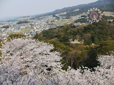 みさき公園の桜 葉ちっく 店長日記