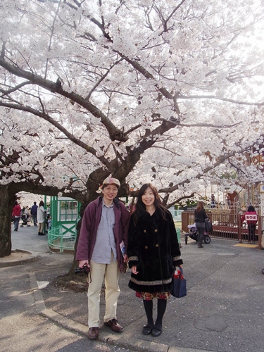 みさき公園の桜 葉ちっく 店長日記