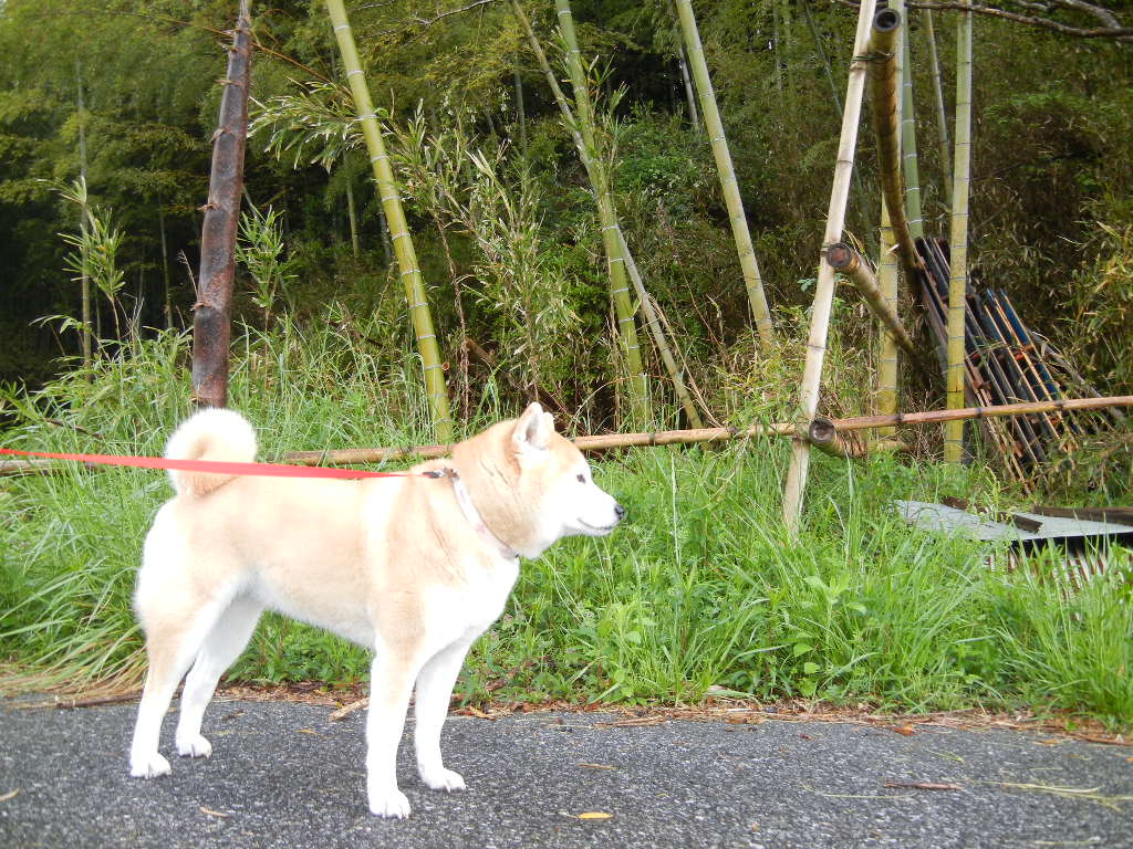 ２０１２年４月２６日（木）雨の日の竹の子ニョキニョキ！_f0060461_9344518.jpg