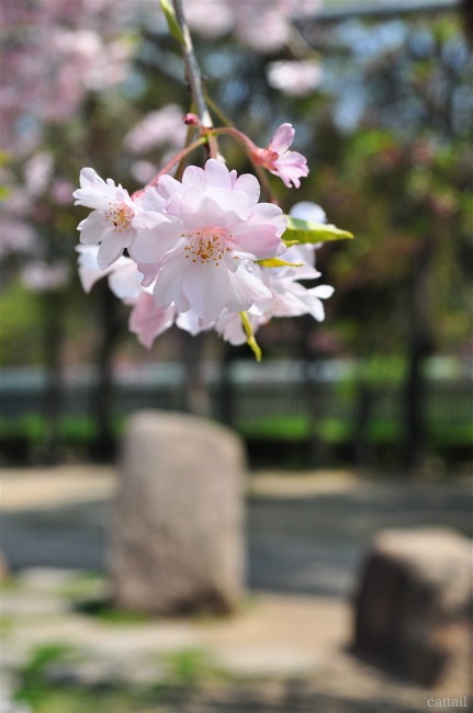 e0125762_150834.jpg