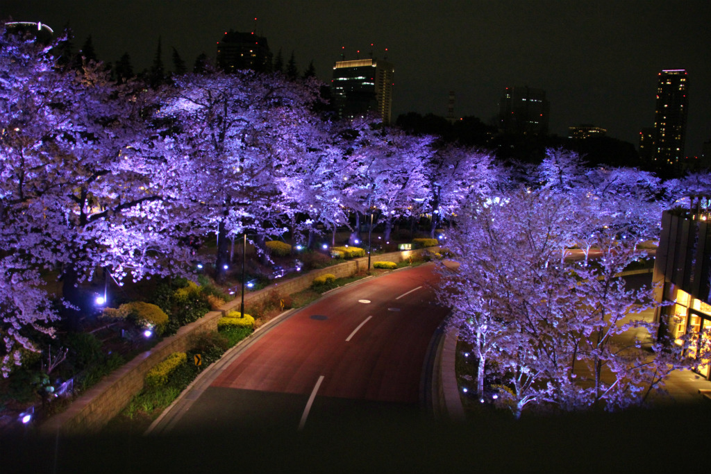 今更ですが…、桜。_b0146166_14359100.jpg