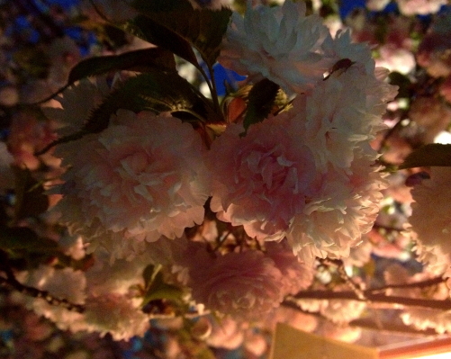 SAKURA　～桜の散歩～4_e0155066_12115464.jpg