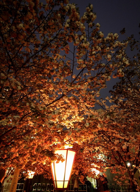 SAKURA　～桜の散歩～4_e0155066_1217955.jpg